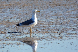 Gaviota sombría, Larus fuscus. Lesser black-backed gull.